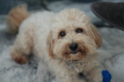 Maltipoo looking directly at camera