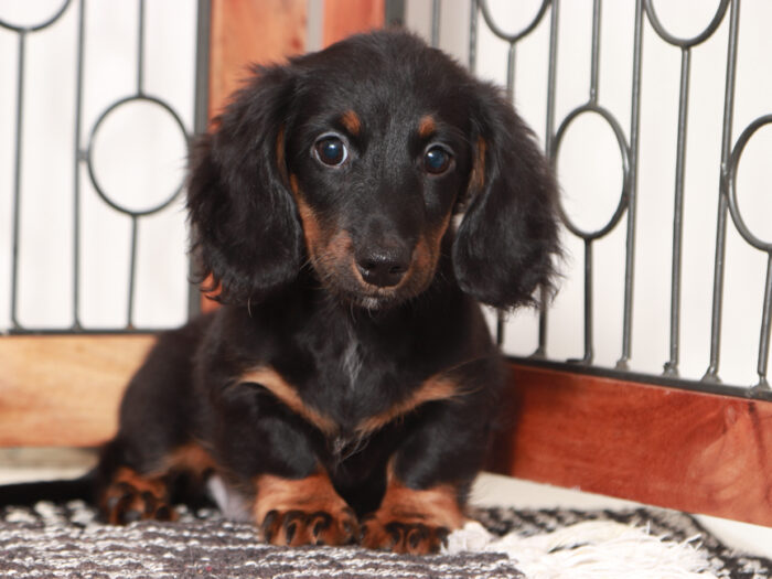 Mini Dachshund Puppy