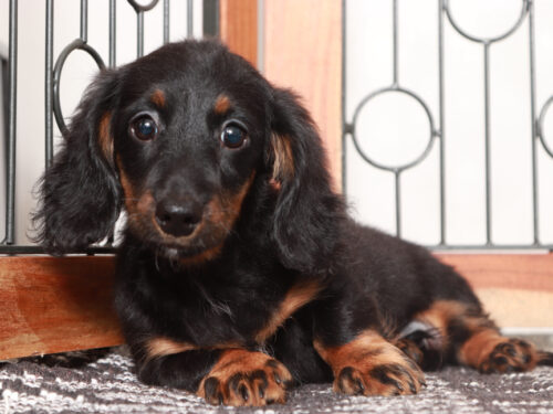 Mini Dachshund Puppy