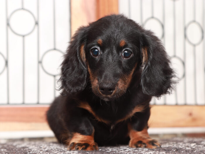 Mini Dachshund Puppy