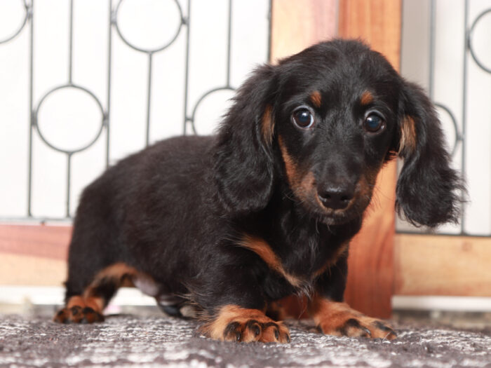 Mini Dachshund Puppy