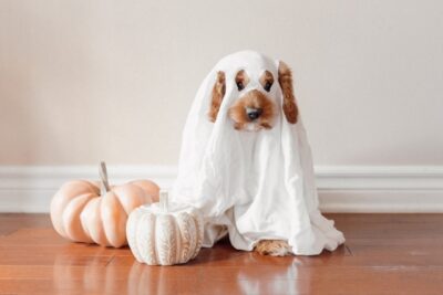 Dog wearing a ghost costume