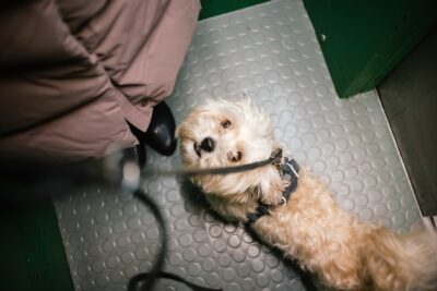 Havanese dog in an elevator
