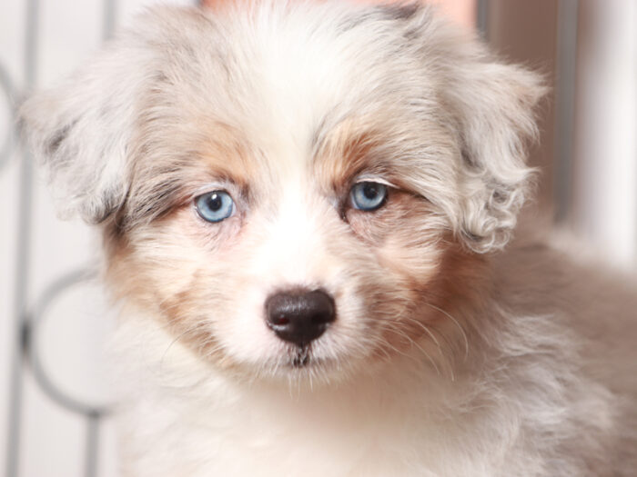 Patsy- Perfect Merle Female Mini Aussiedoodle - Image 2