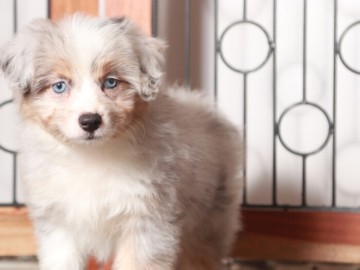 Patsy- Perfect Merle Female Mini Aussiedoodle - Image 3