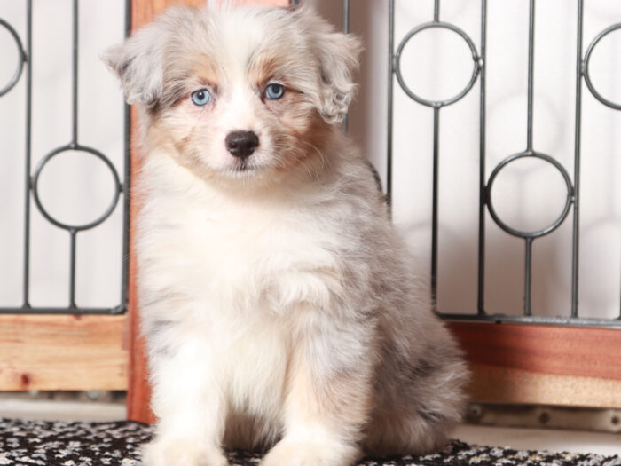 Patsy- Perfect Merle Female Mini Aussiedoodle