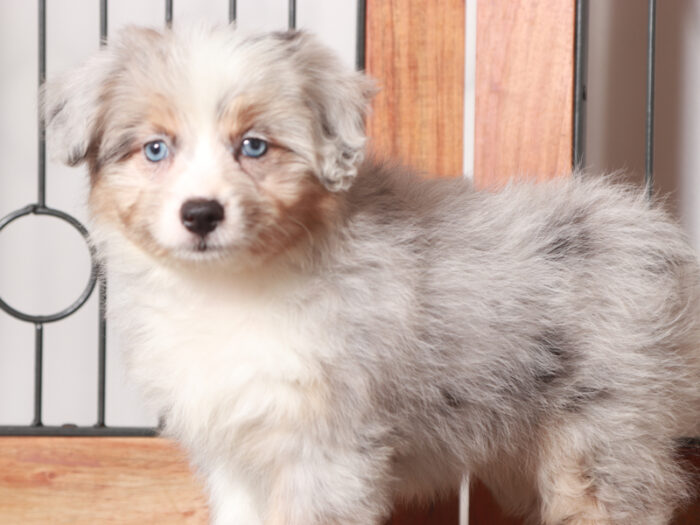 Patsy- Perfect Merle Female Mini Aussiedoodle - Image 5
