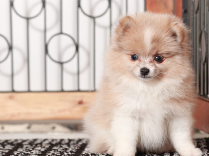 Pebbles  - Stunning Female Pomeranian Puppy