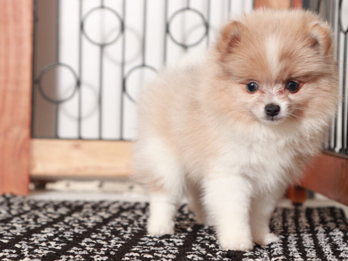 Pebbles  - Stunning Female Pomeranian Puppy - Image 2