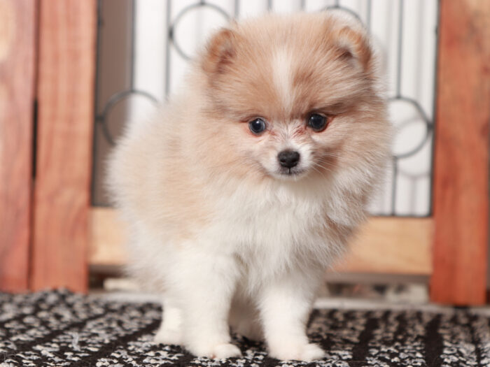 Pebbles  - Stunning Female Pomeranian Puppy - Image 3