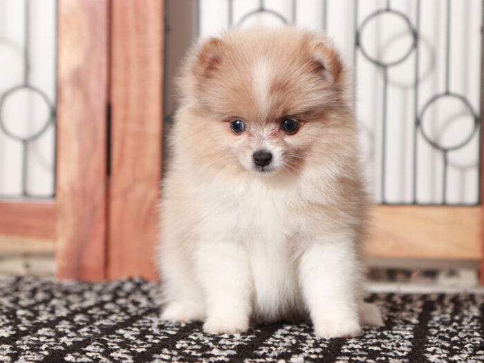 Pebbles  - Stunning Female Pomeranian Puppy - Image 4
