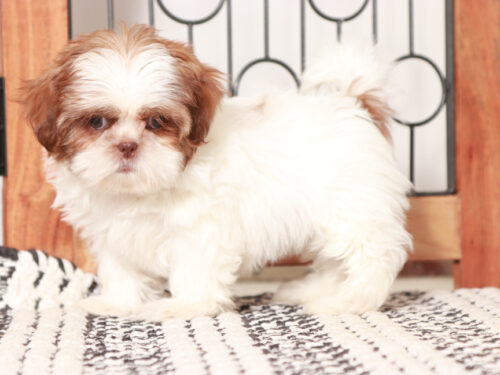 Shih Tzu Female