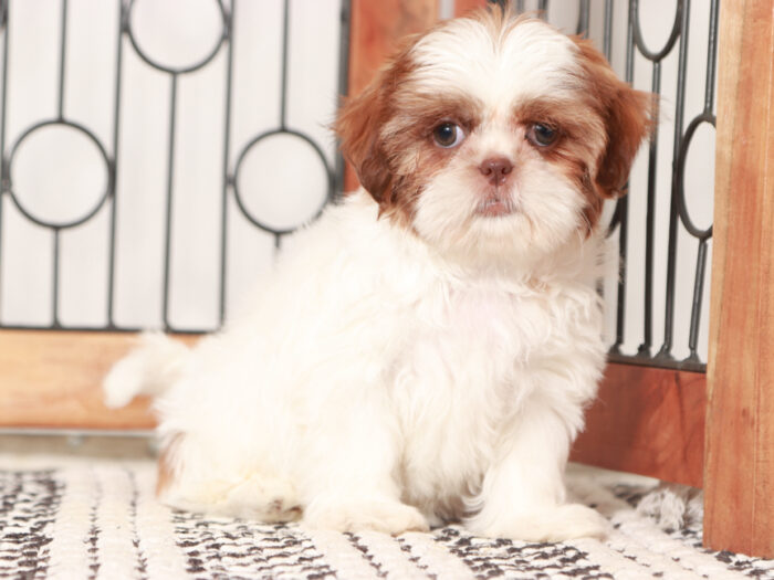 Penny - Loving female Shih Tzu Puppy For Sale - Image 2