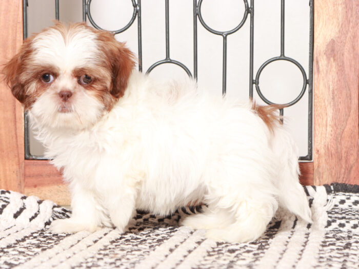 Penny - Loving female Shih Tzu Puppy For Sale - Image 3