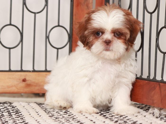 Shih Tzu Female