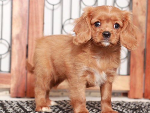 cavapoo