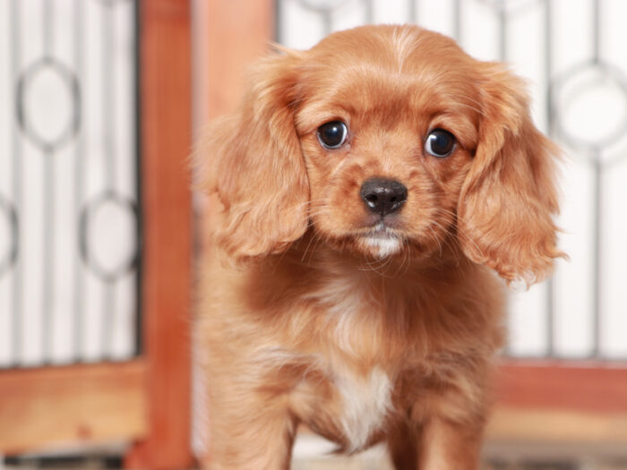 cavapoo puppy