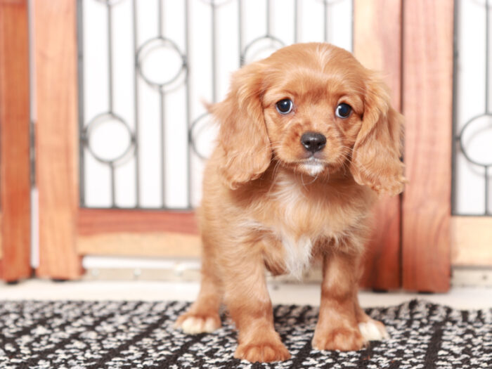 Peppa - Red female  Cavapoo Puppy For Sale - Image 3