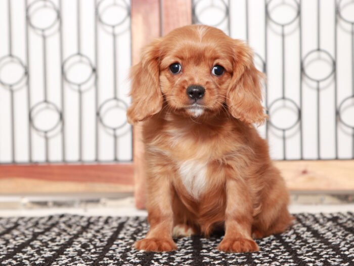 Peppa - Red female  Cavapoo Puppy For Sale - Image 4