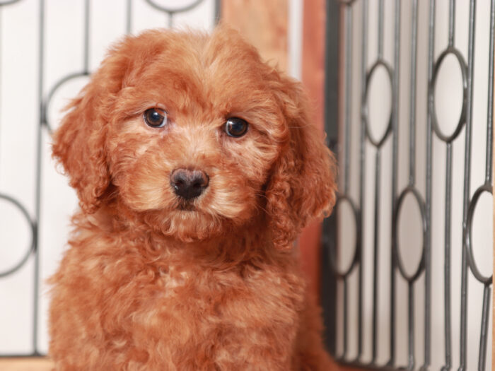 Mini Goldendoodle Puppy