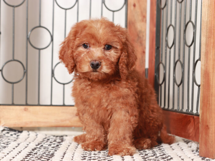 Percy - Male Mini Goldendoodle Puppy for Sale - Image 2