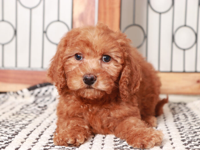 Percy - Male Mini Goldendoodle Puppy for Sale - Image 3