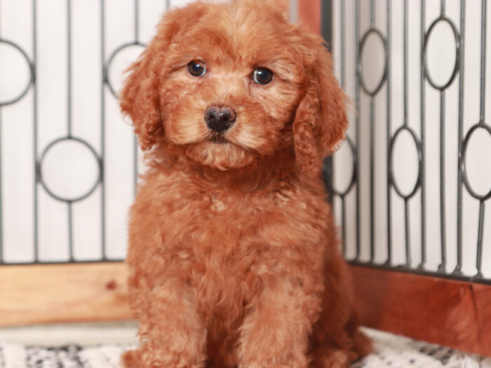 Percy - Male Mini Goldendoodle Puppy for Sale - Image 4