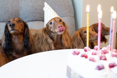 Several Long haired Dachshunds