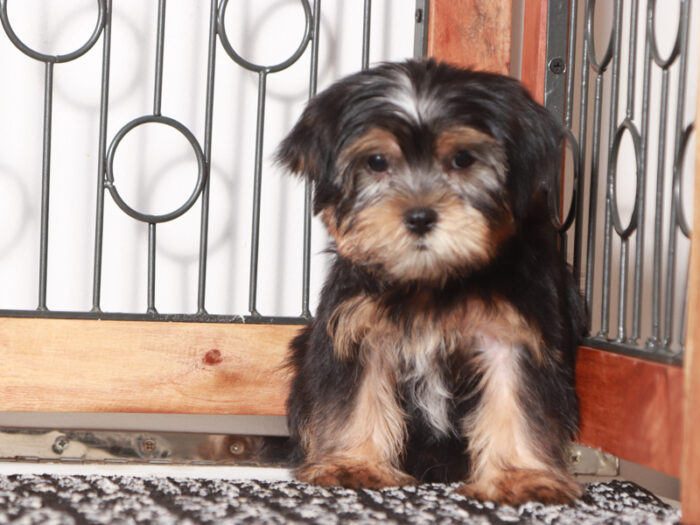 Peter - Dapper Little Male Shorkie Puppy