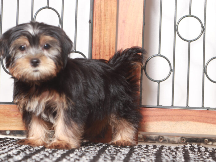 Peter - Dapper Little Male Shorkie Puppy - Image 2