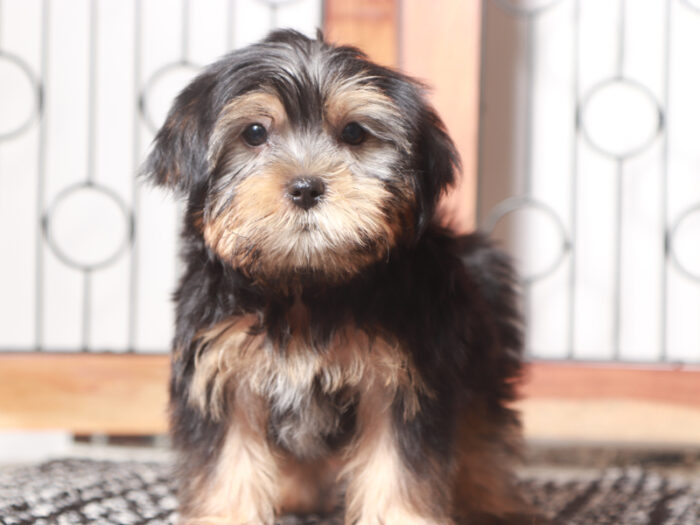 Peter - Dapper Little Male Shorkie Puppy - Image 3