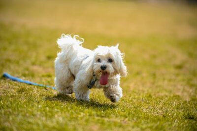 A White Shih Tzu Dog Walking on the Grass
