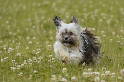 Close-Up Shot of a Cute Havanese Dog Running on Flower Field