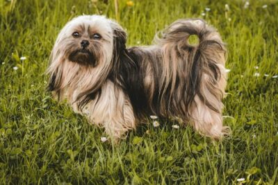 Close-Up Shot of a Shih Tzu Dog on Green Grass
