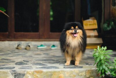 Pomeranian pup Standing on the Doorway