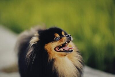 Close-Up Shot of an Adorable Pomeranian Dog