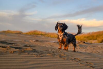 Photograph of a Long Haired Dachshund standing 