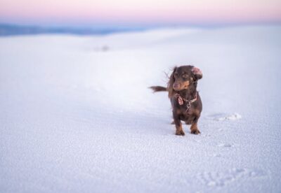 Dachshund Dog in White Sand Desert