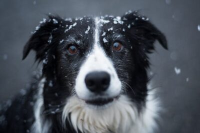 close up photo of a border collie