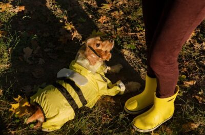 A Dog Wearing Yellow Raincoat
