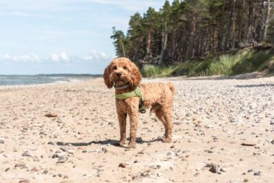 Maltipoo on a beach with a green collar