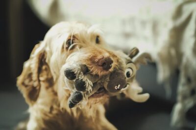dog with toy plush