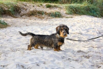 wire haired dachshund on a Leash