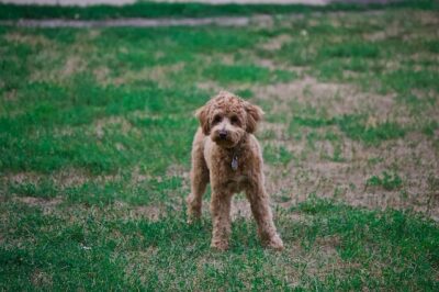 Poodle On Grass Field
