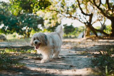 Havanese Dog Walking a Path