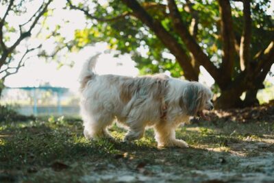 Havanese Dog on a Walk