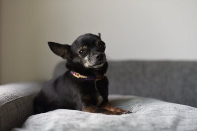 Cute Chihuahua Dog on Sofa
