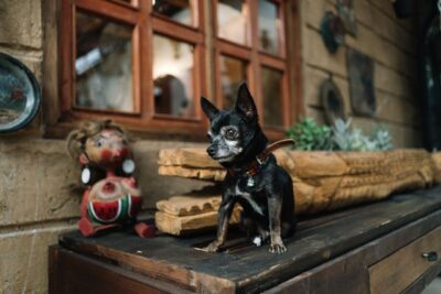 Portrait of Chihuahua Dog