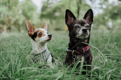 Chihuahua Dogs on Grass