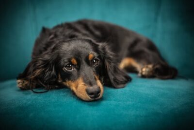 How long do Dachshunds Live